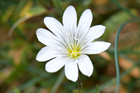 Cerastium arvense